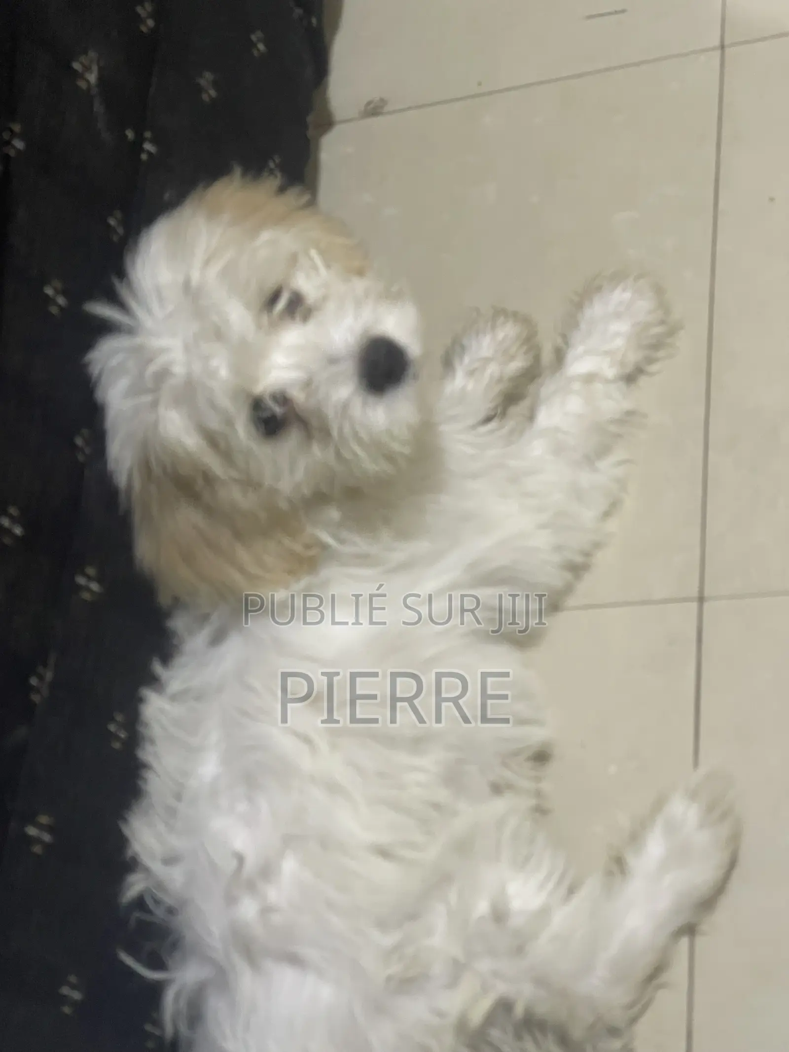 1-3 mois Femme Pure race Bichon Frise