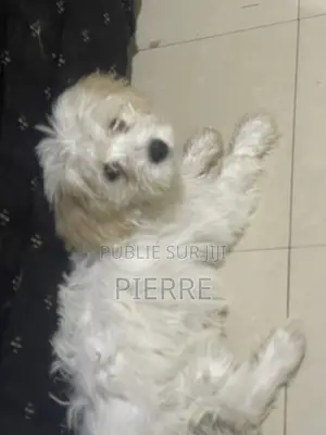1-3 mois Femme Pure race Bichon Frise