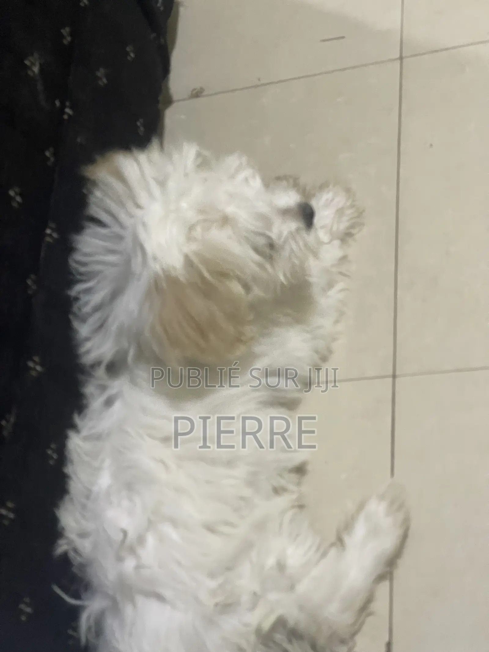 1-3 mois Femme Pure race Bichon Frise
