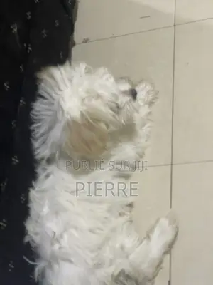 1-3 mois Femme Pure race Bichon Frise