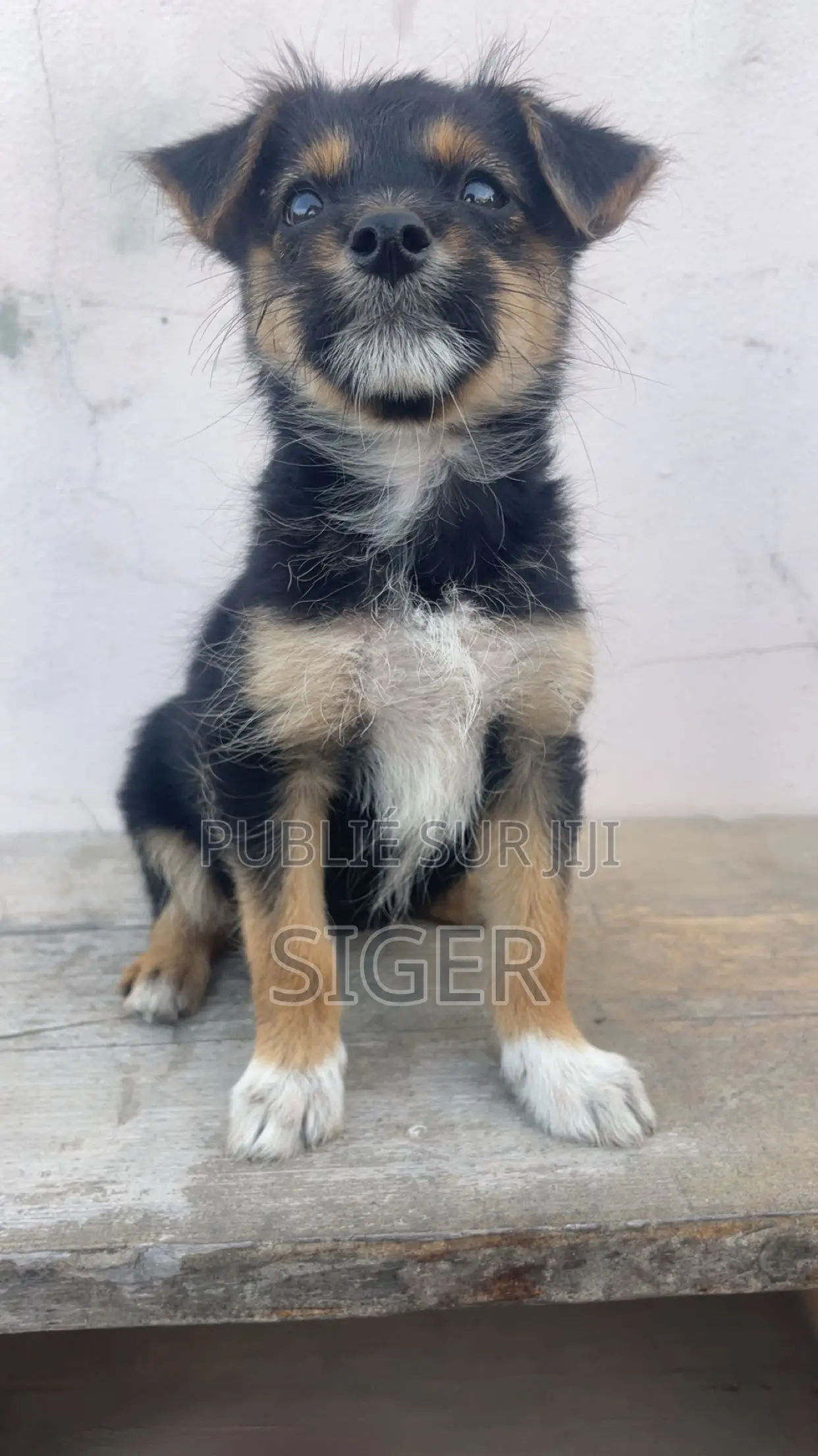 3-6 mois Femme Race mixte Yorkshire Terrier