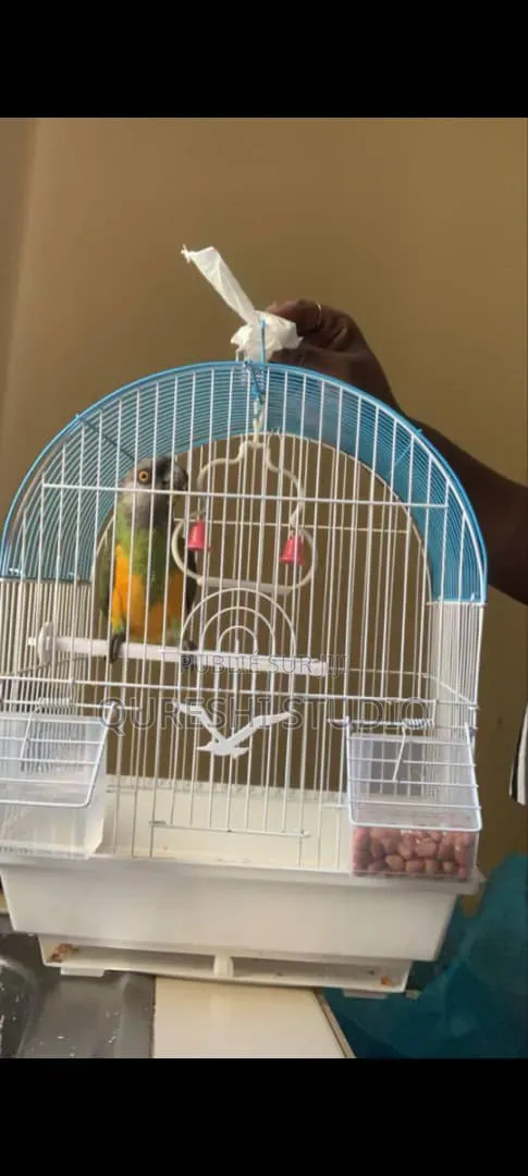 Cage Des Oiseaux