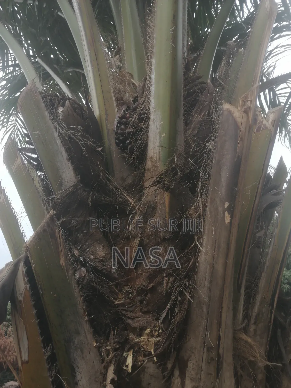 Huile De Palme