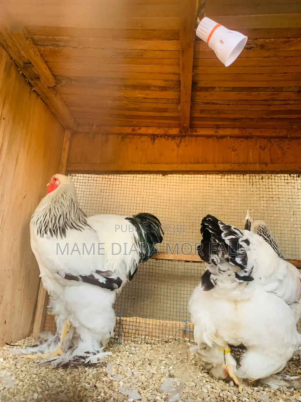 Leur Poussins Sont Disponibles