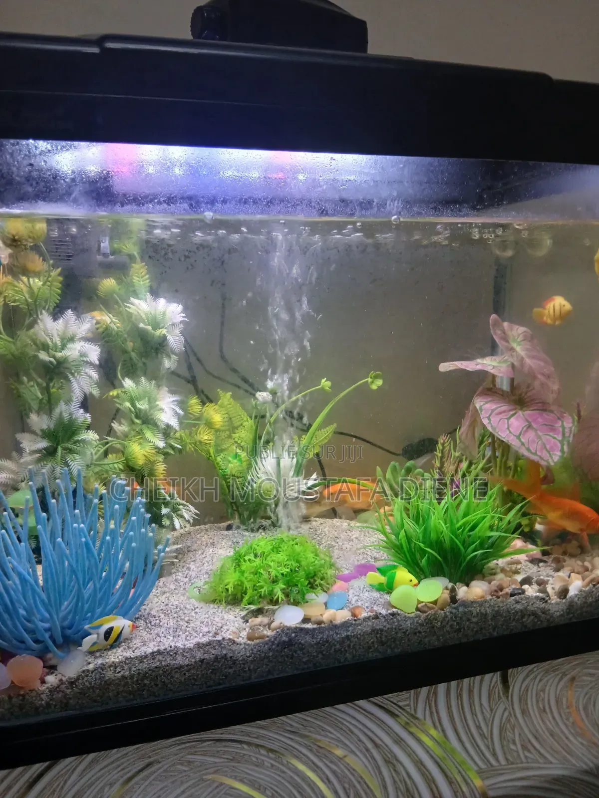 Khayraquarium