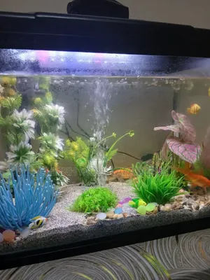 Khayraquarium