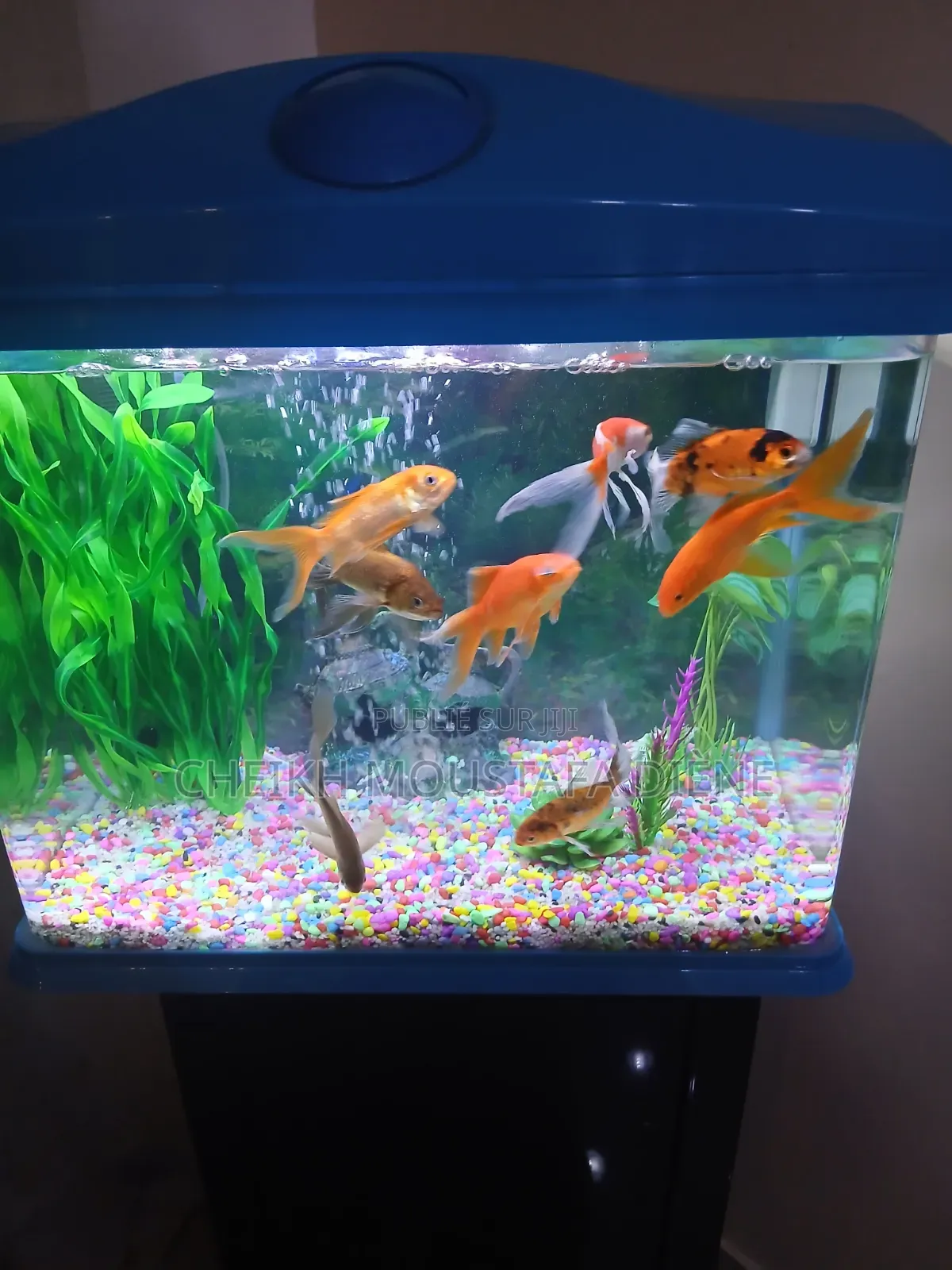Khayraquarium