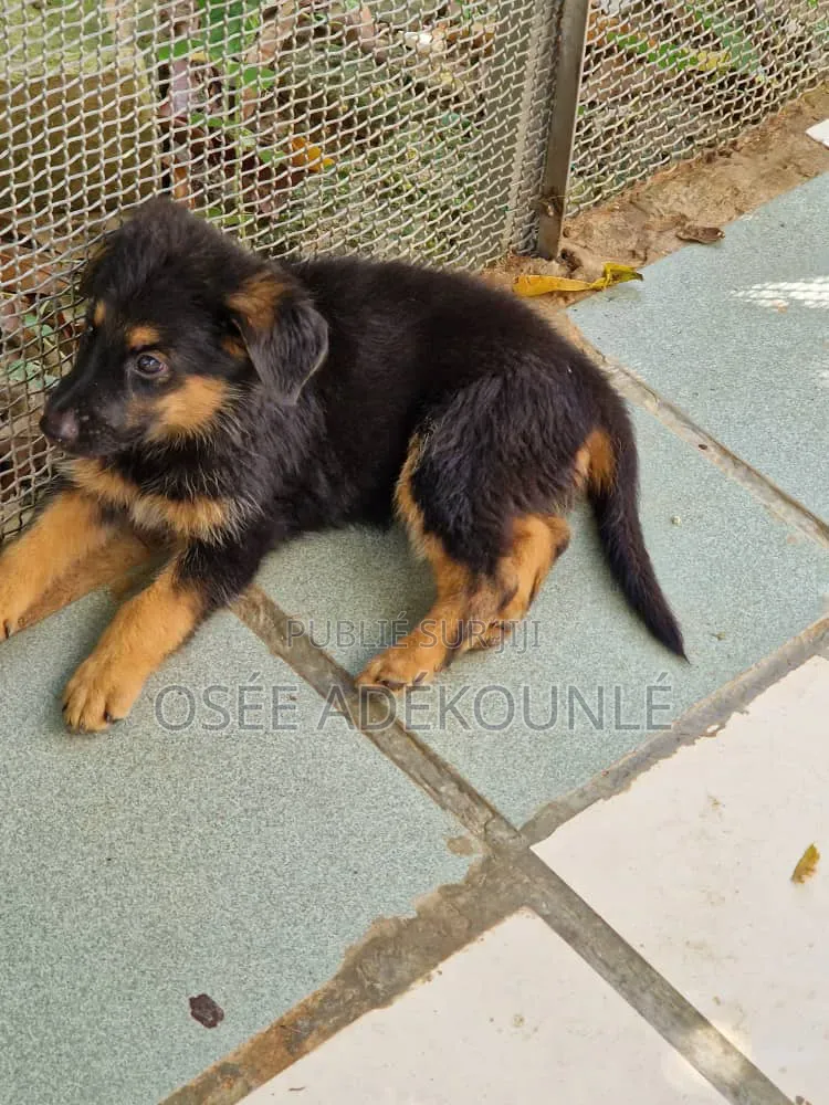 6 à 12 mois Homme Pure race Affenpinscher