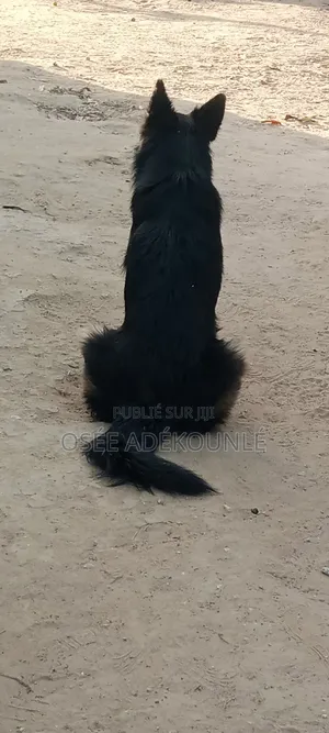 6 à 12 mois Homme Pure race Affenpinscher