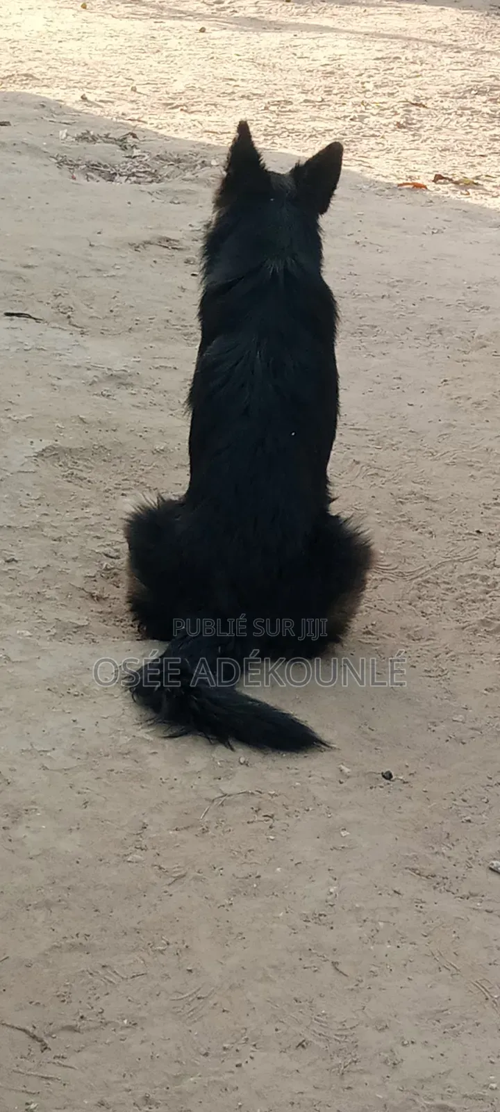 6 à 12 mois Homme Pure race Affenpinscher
