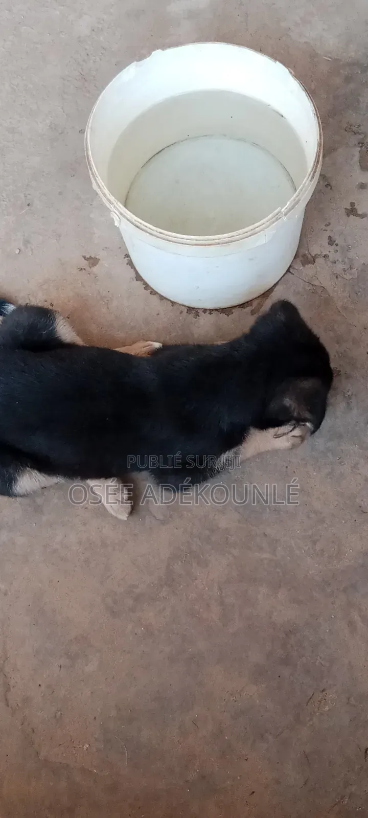 6 à 12 mois Homme Pure race Affenpinscher
