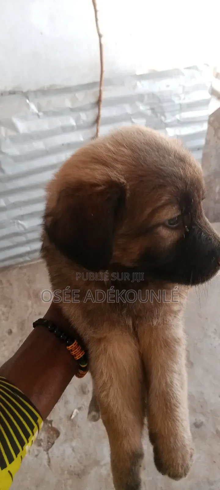 6 à 12 mois Homme Pure race Affenpinscher
