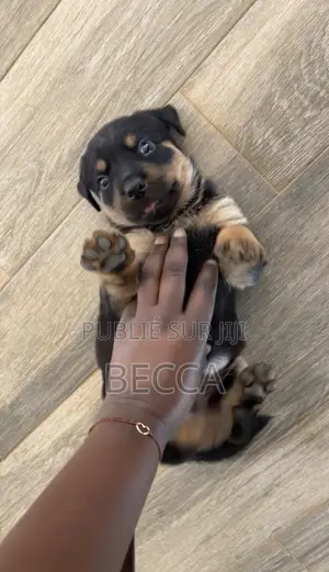 1-3 mois Femme Pure race Rottweiler