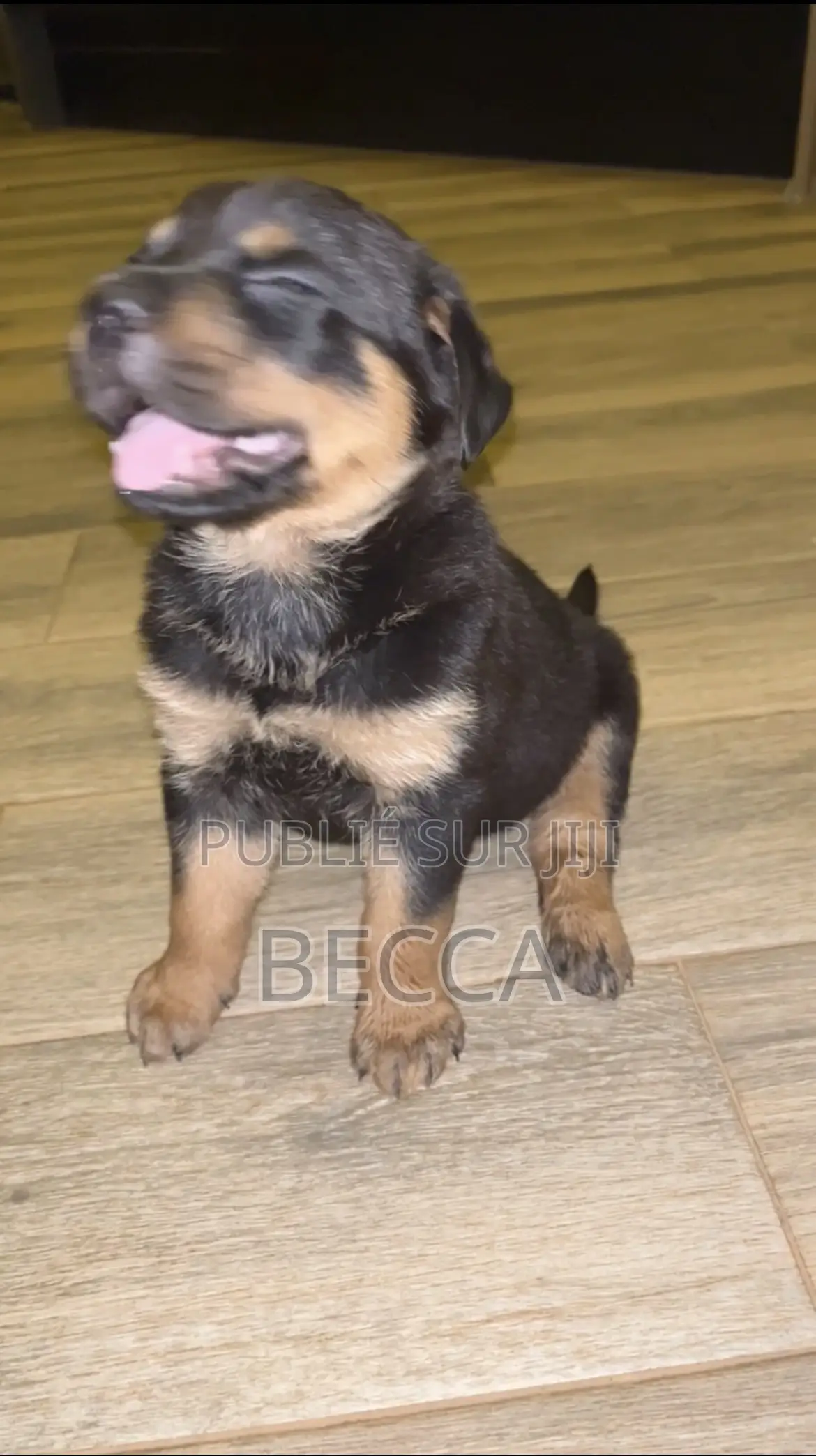 1-3 mois Femme Pure race Rottweiler