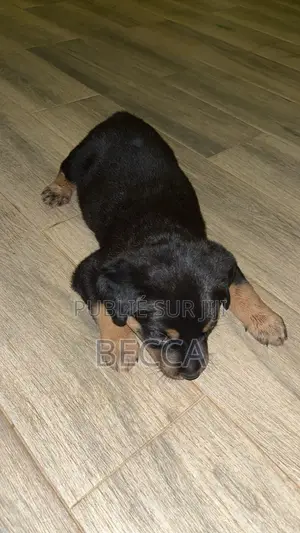 1-3 mois Femme Pure race Rottweiler