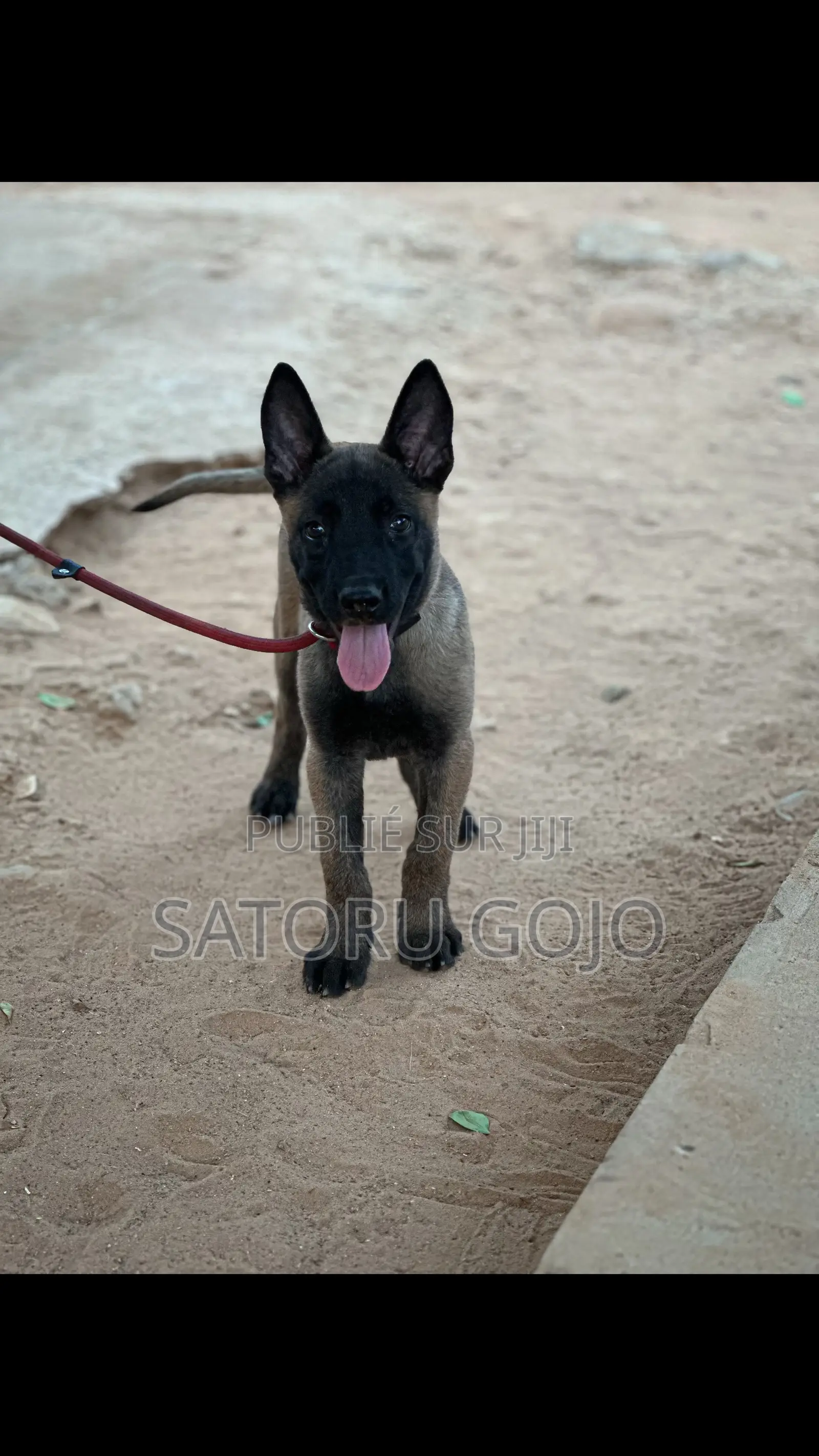 1-3 mois Femme Pure race Belgian Malinois