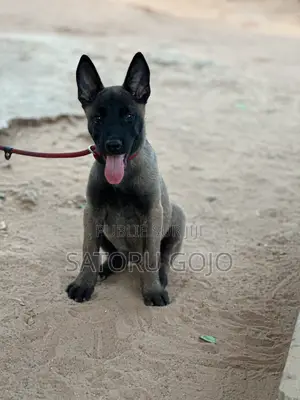 1-3 mois Femme Pure race Belgian Malinois