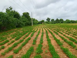 Terrain Industriel De 8555 M2 Vers Keur Moussa Thies