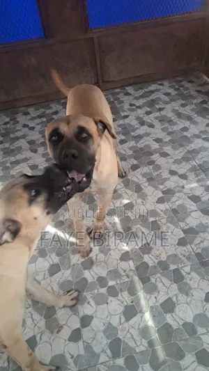 1-3 mois Homme Pure race Boerboel