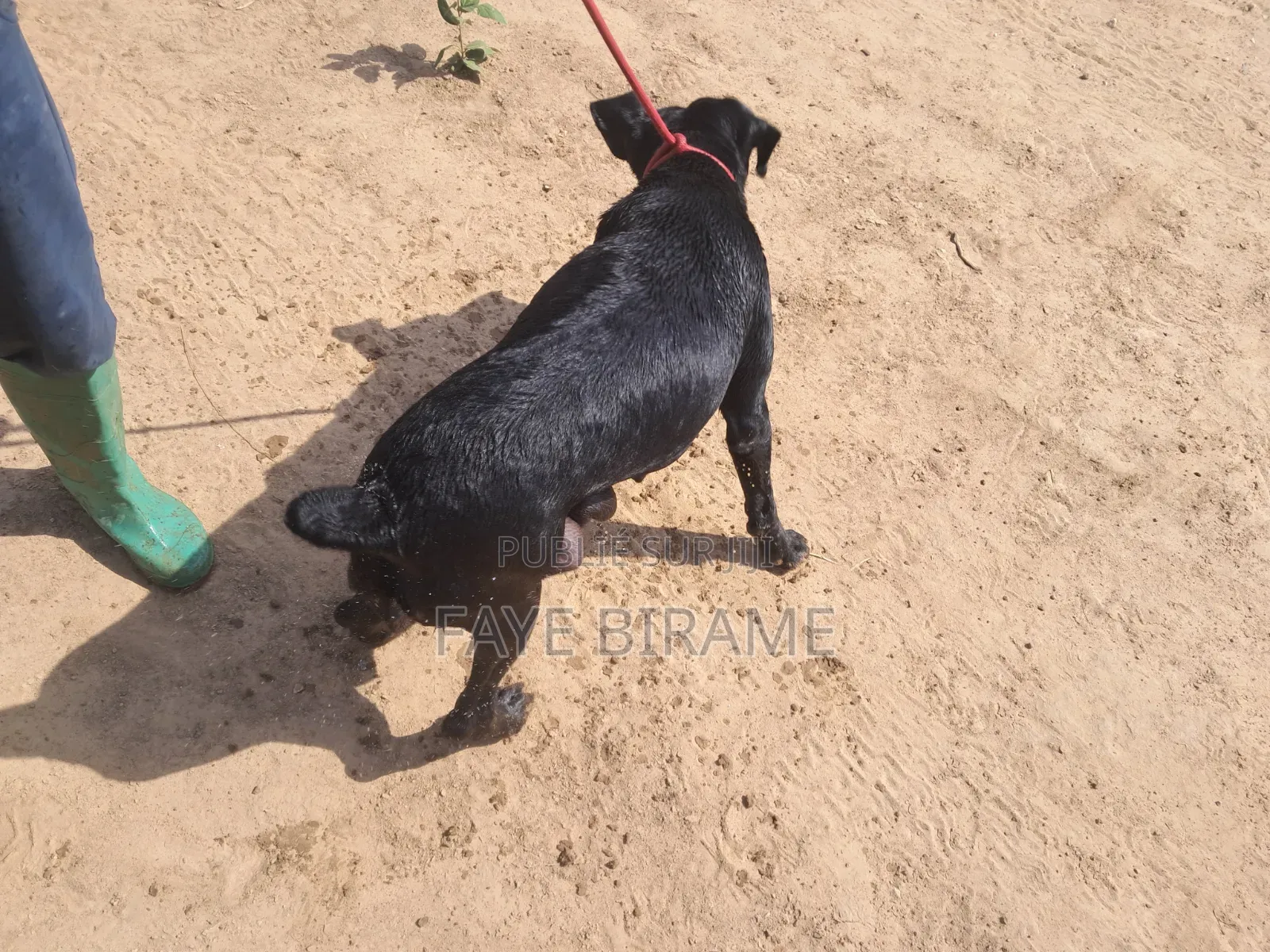 1-3 mois Homme Pure race Boerboel