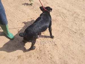 1-3 mois Homme Pure race Boerboel