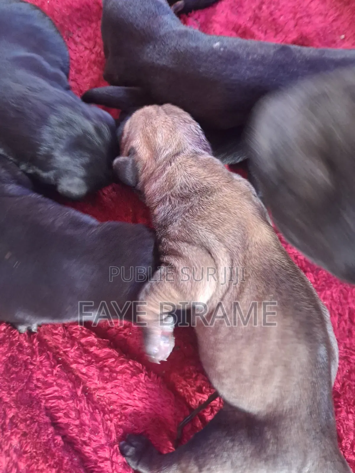 1-3 mois Homme Pure race Boerboel