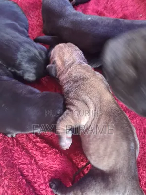1-3 mois Homme Pure race Boerboel