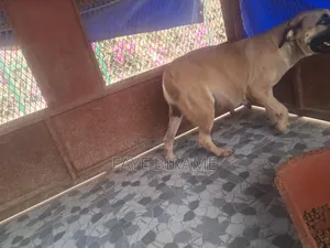 1-3 mois Homme Pure race Boerboel