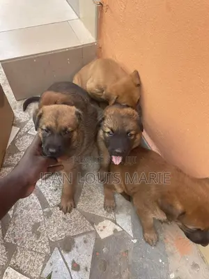 0-1 mois Femme Race mixte German Shepherd