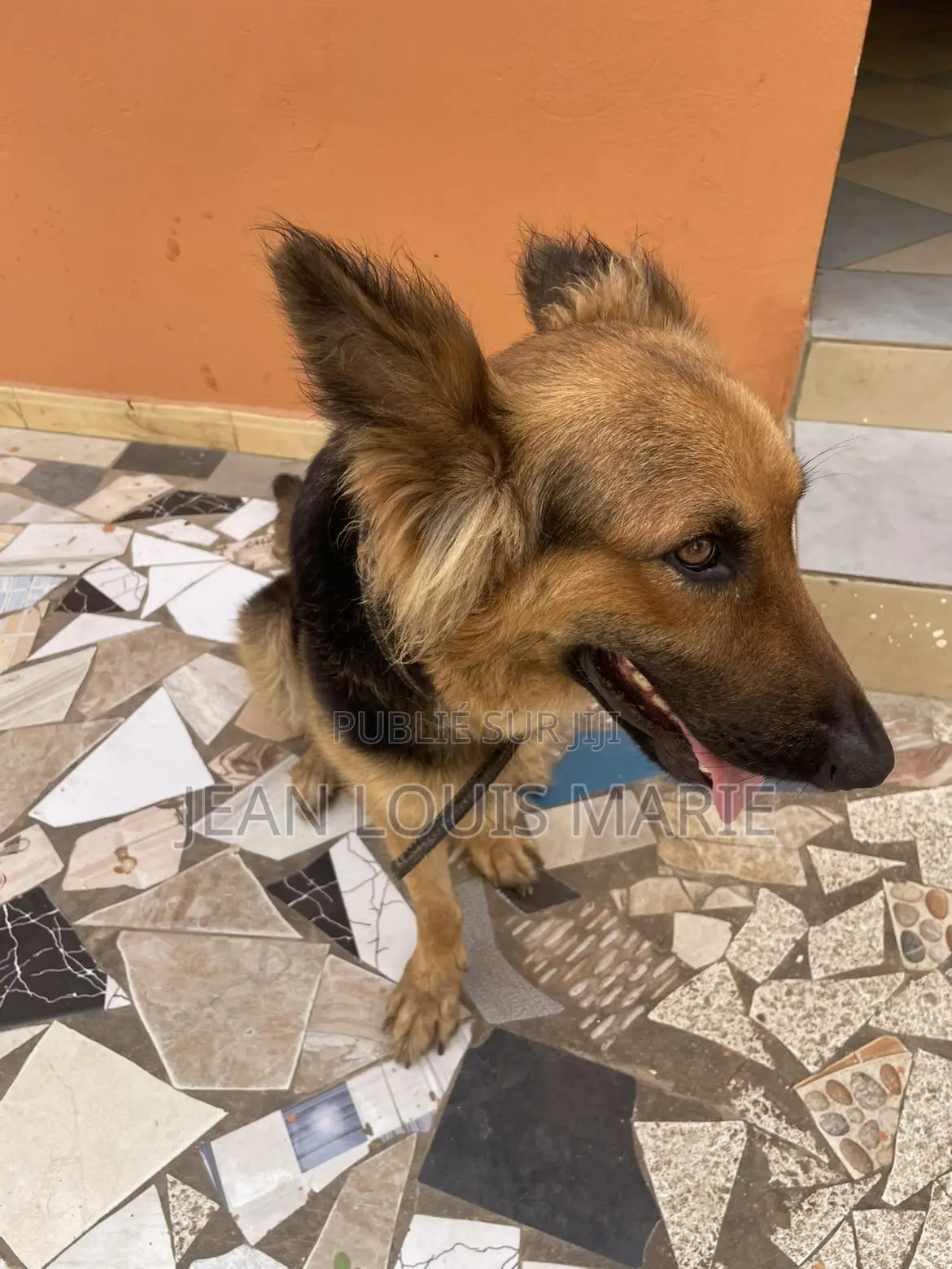 0-1 mois Femme Race mixte German Shepherd