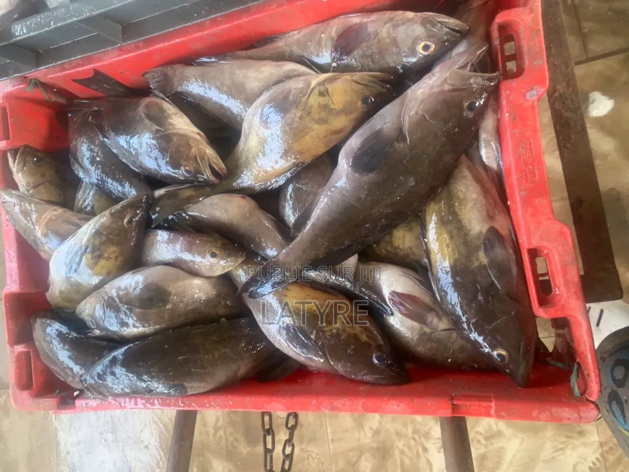 Vendeur De Poisson