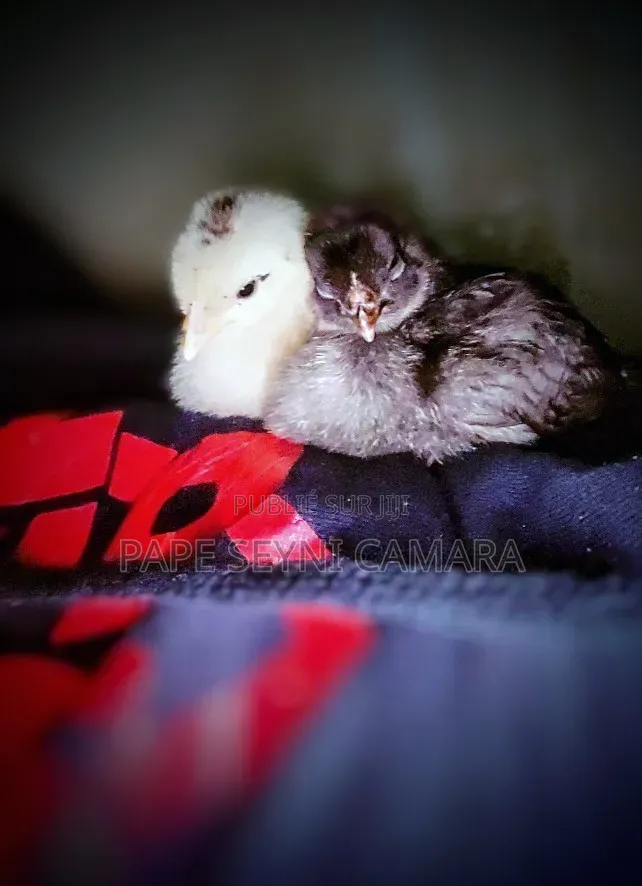 Poulet De Chair