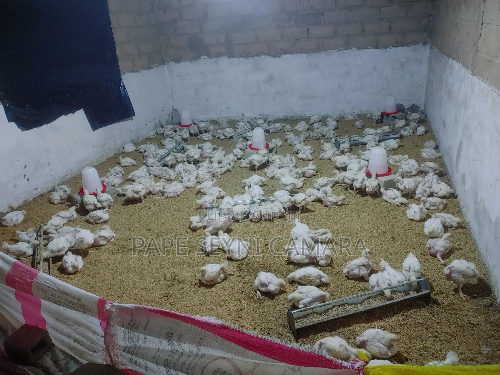 Poulet De Chair