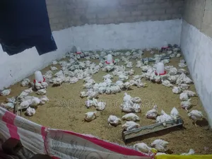 Poulet De Chair