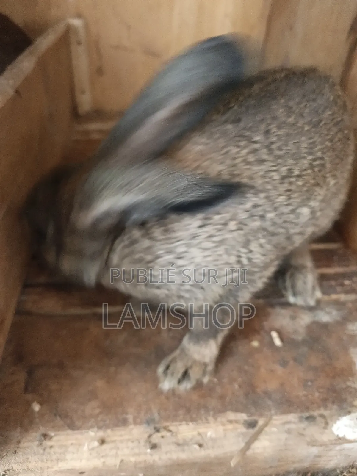 Lapin Metice Couple