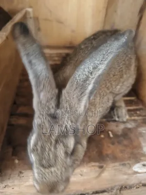 Lapin Metice Couple