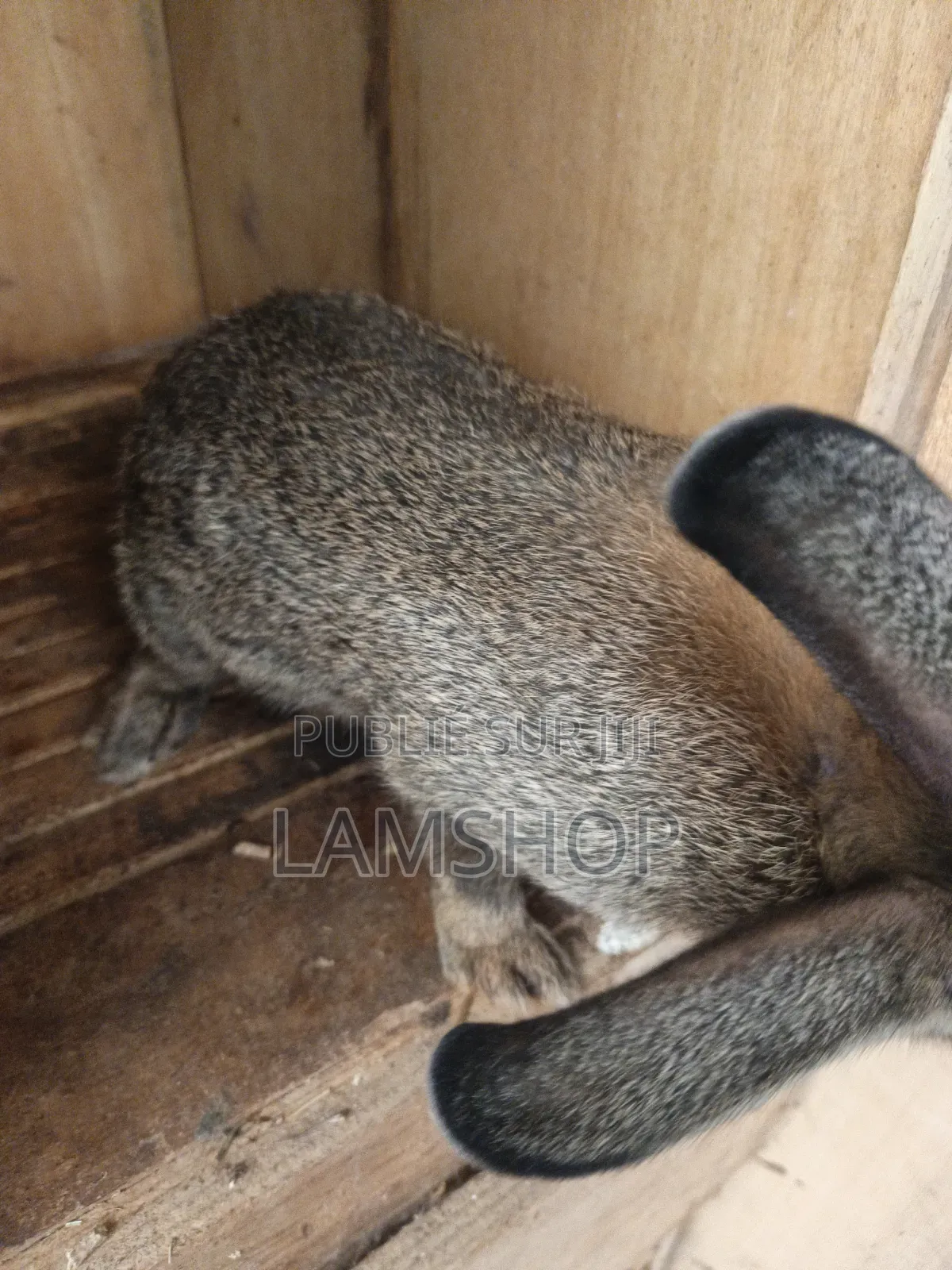 Lapin Metice Couple