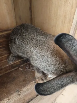 Lapin Metice Couple