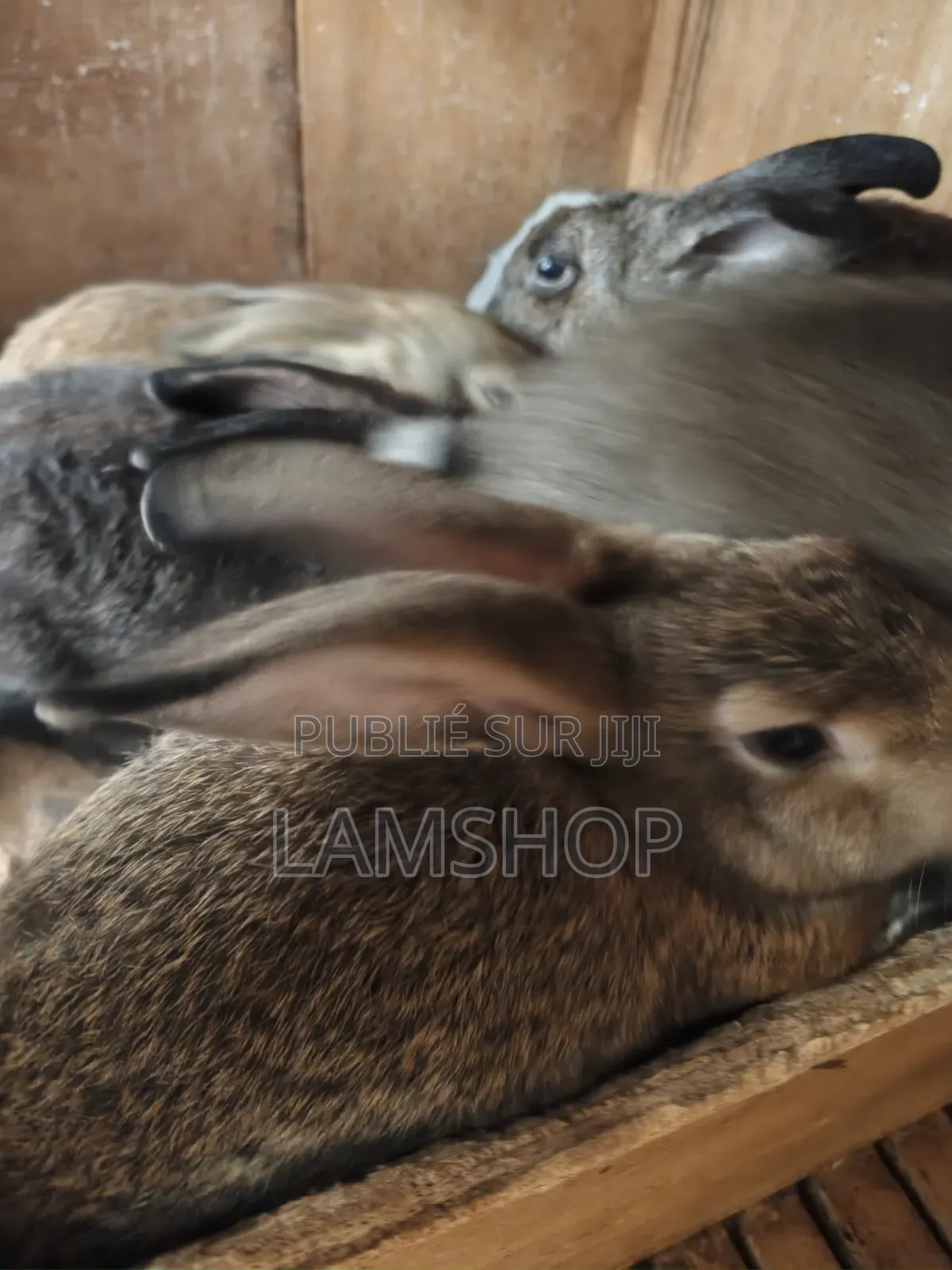 Lapin Metice Couple