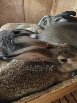 Lapin Metice Couple