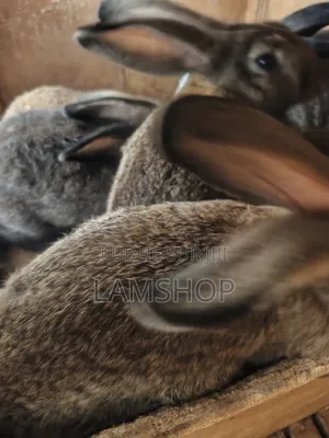 Lapin Metice Couple