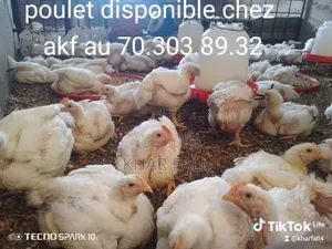 Vente De Poulet De Chair