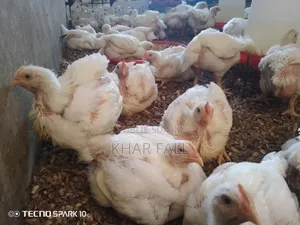 Vente De Poulet De Chair