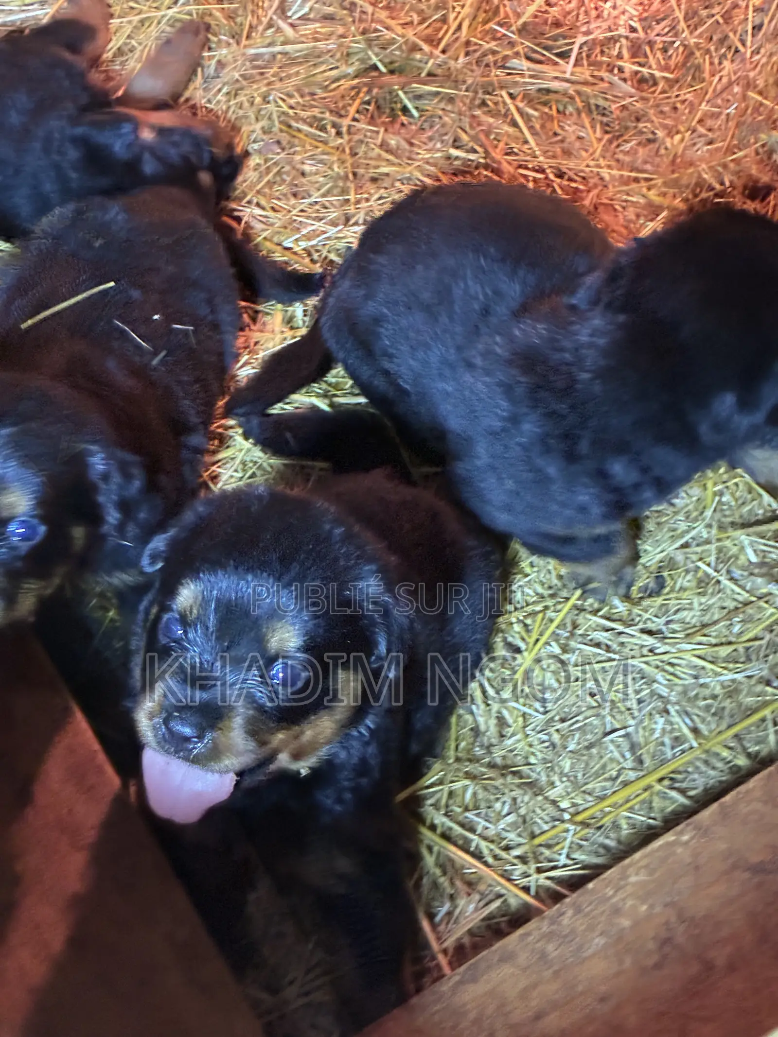 1-3 mois Homme Pure race Rottweiler
