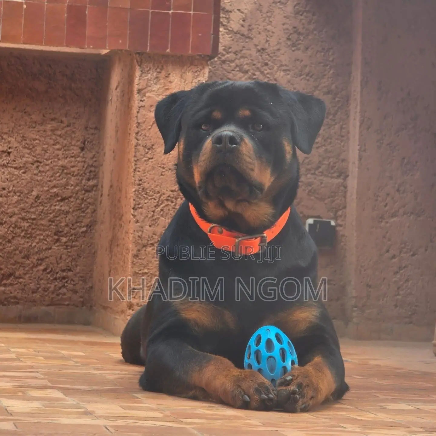 1-3 mois Homme Pure race Rottweiler