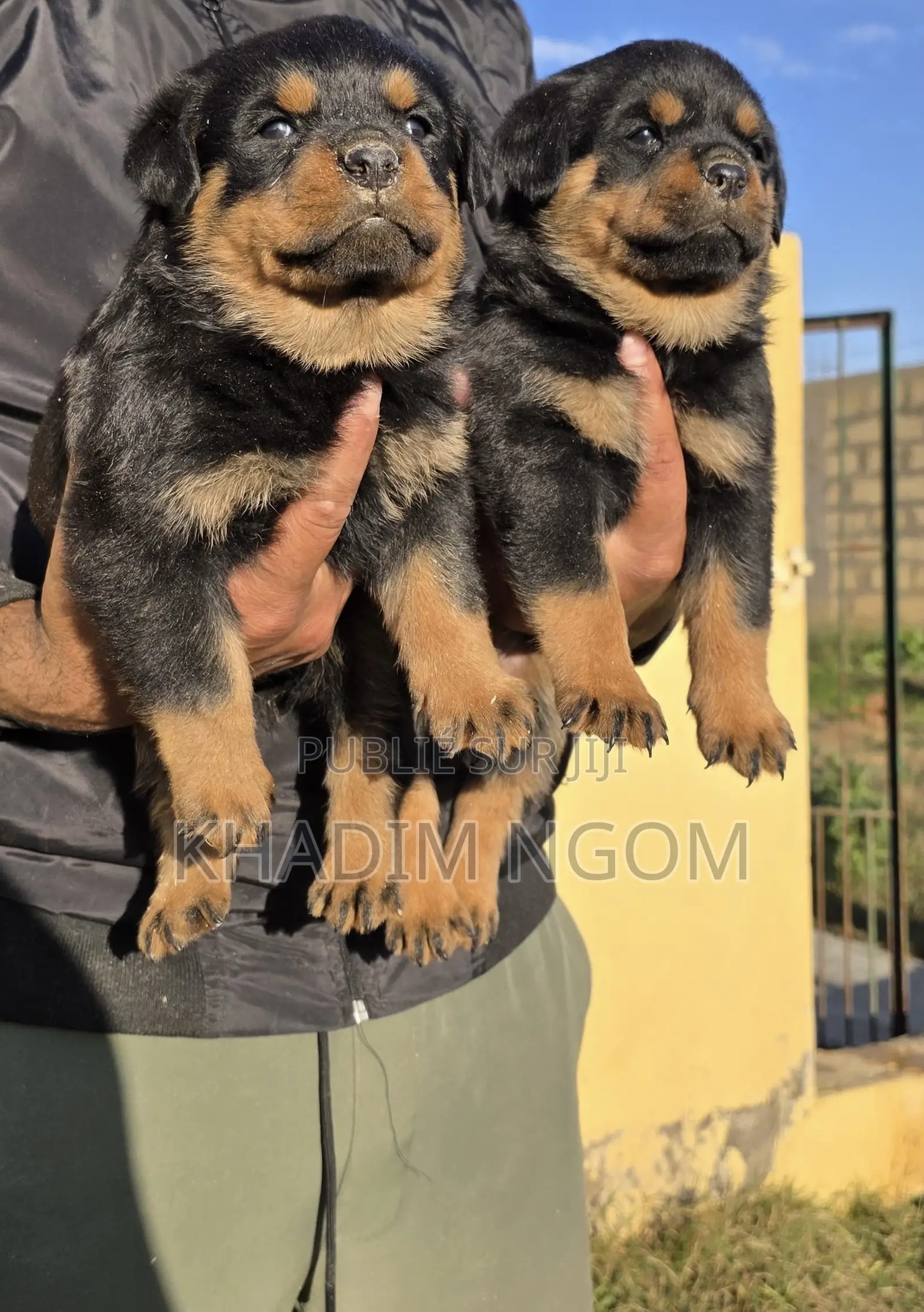 1-3 mois Homme Pure race Rottweiler