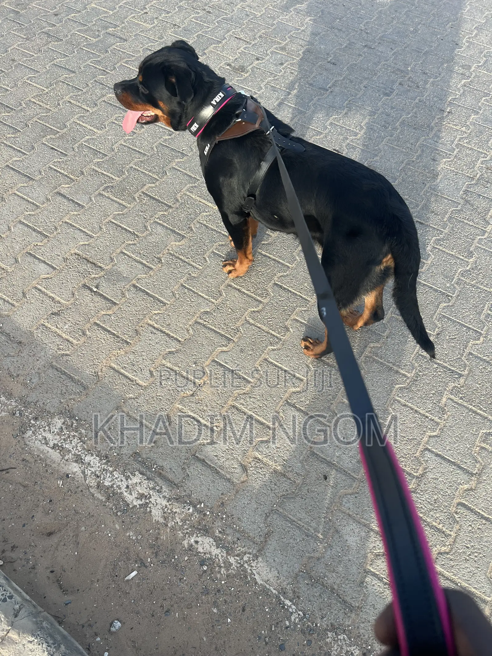 1-3 mois Homme Pure race Rottweiler