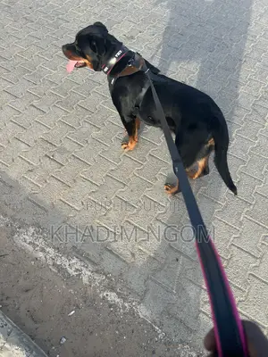 1-3 mois Homme Pure race Rottweiler