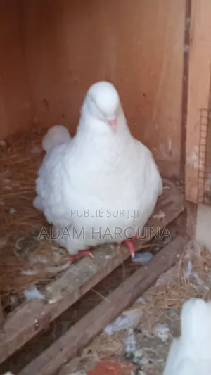 Pigeons Mondain