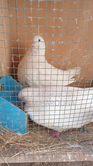 Pigeons Mondain